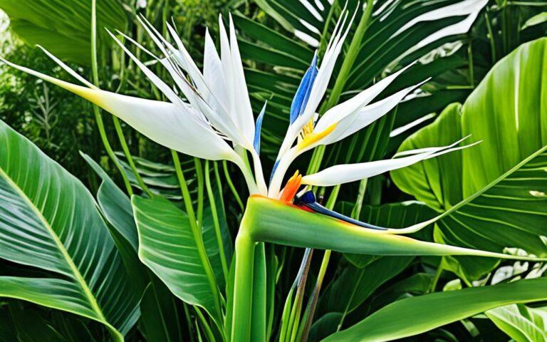 White Bird of Paradise Plant: Stunning Tropical Beauty