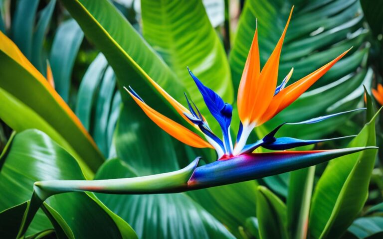 Bird of Paradise Plant: Tropical Beauty for Your Home