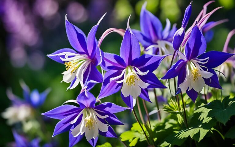 Columbine Plant: A Charming Garden Favorite